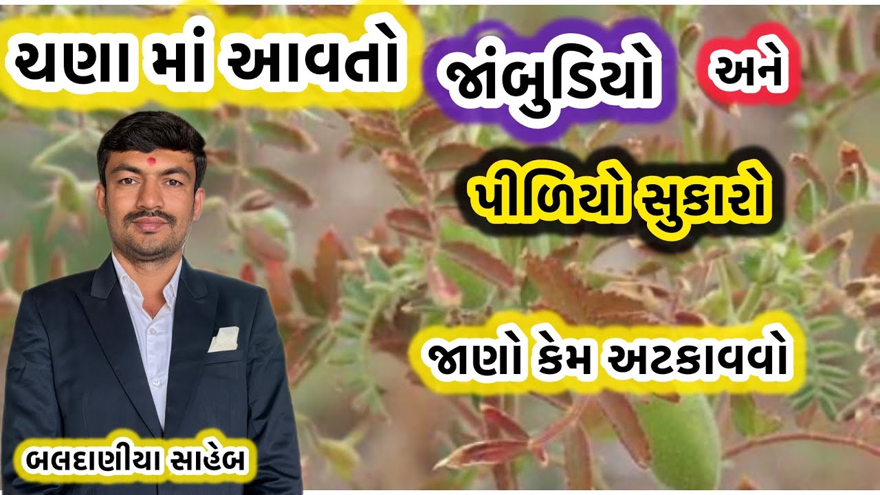 ચણા ના પાક માં સુકારો નો રોગ અને આ દવા થી ખૂબ જ સારું પરિણામ મળશે @MANISHBALDANIYA