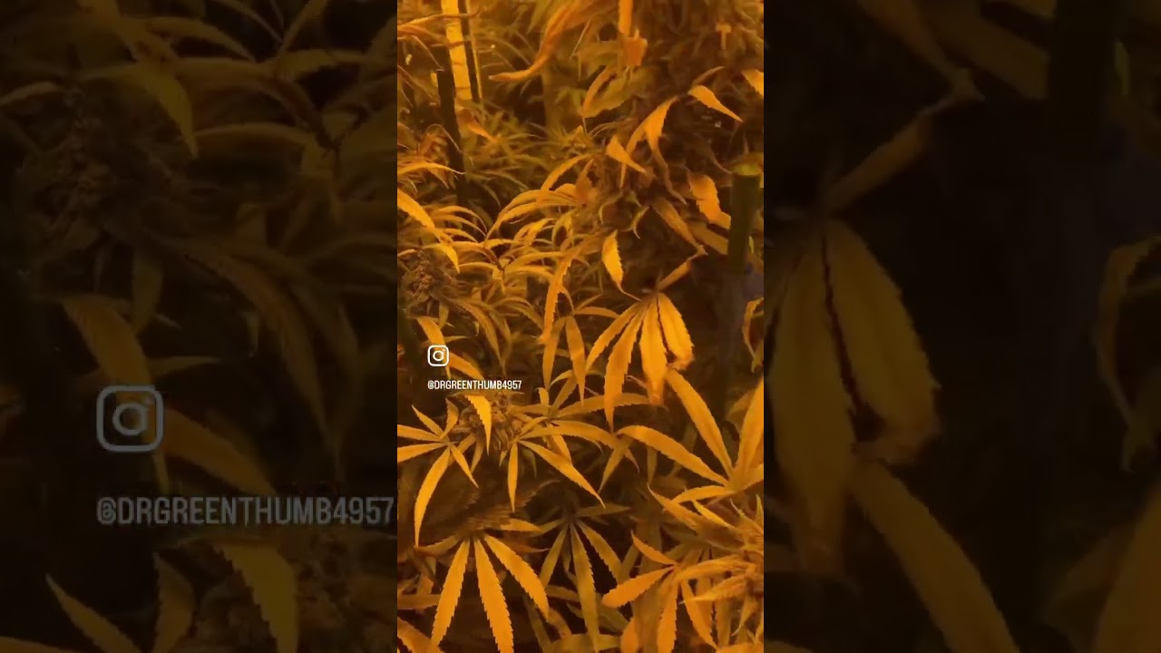 Signs a flushing properly.#homegrown #gardeningtips #indoorgarden