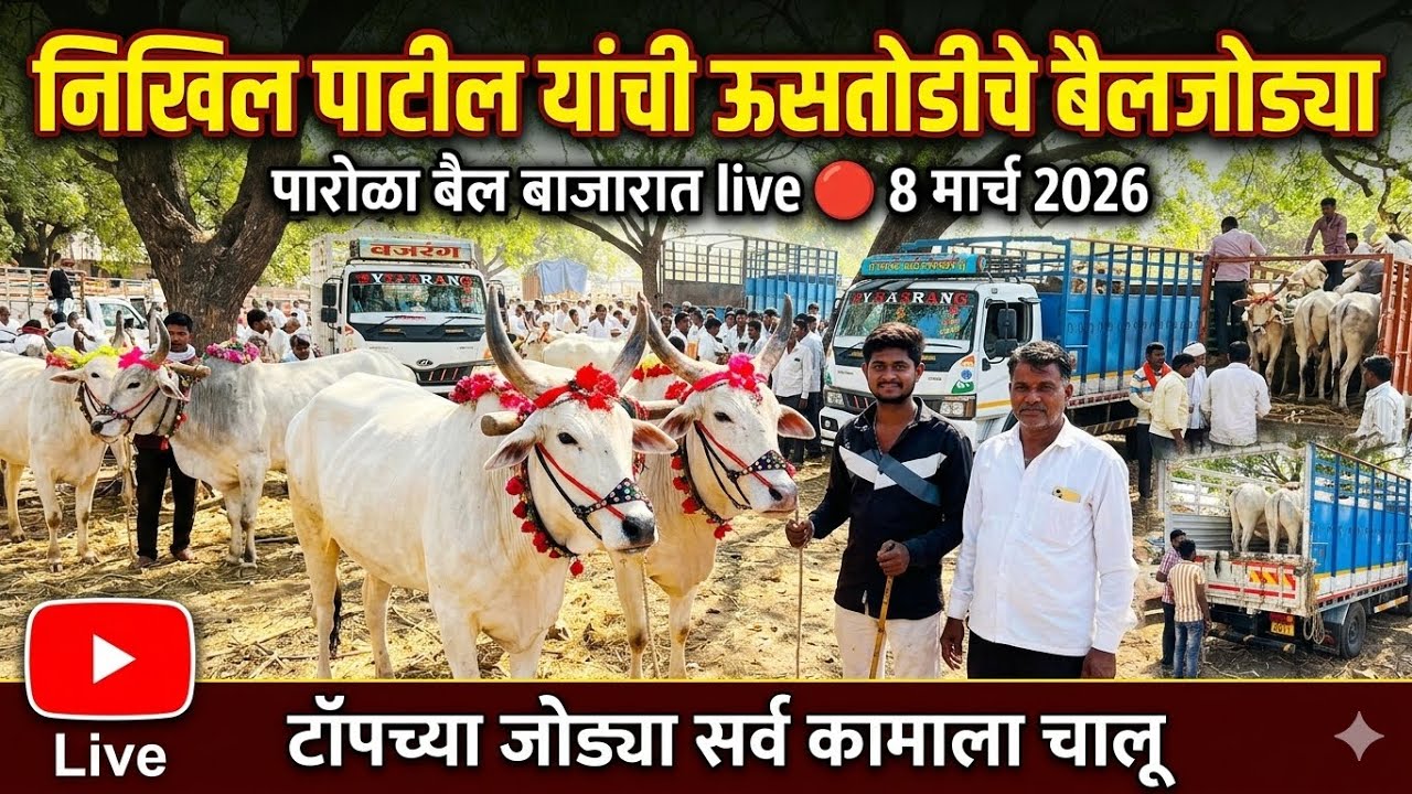 निखिल पाटील यांच्या दावणीतील लाईव्ह सौदेबाजी live 🔴 8 मार्च 2026 Parola Bail Bajar #बैलबाजार 