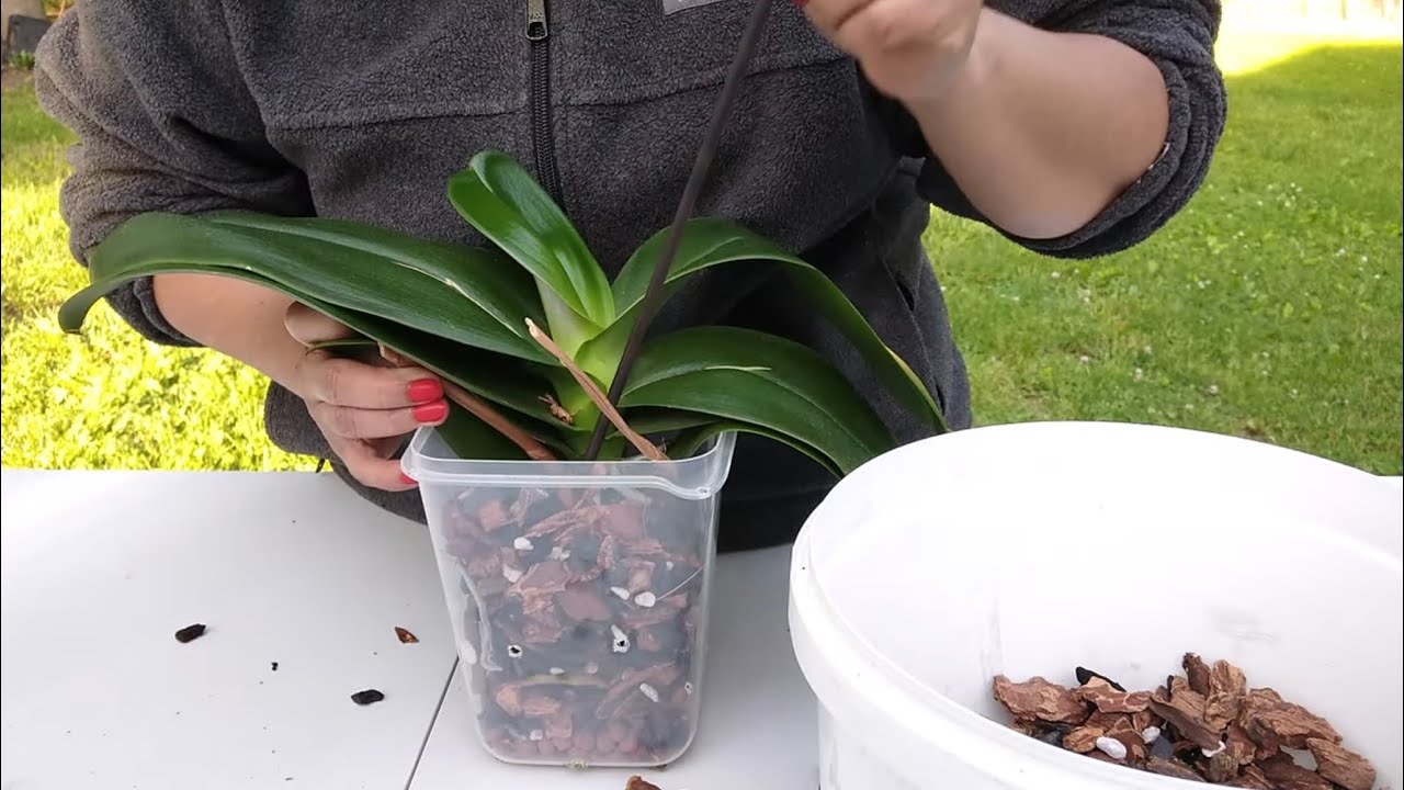 cómo hacer un trasplante de orquídea phalaenopsis fácil y sencillo