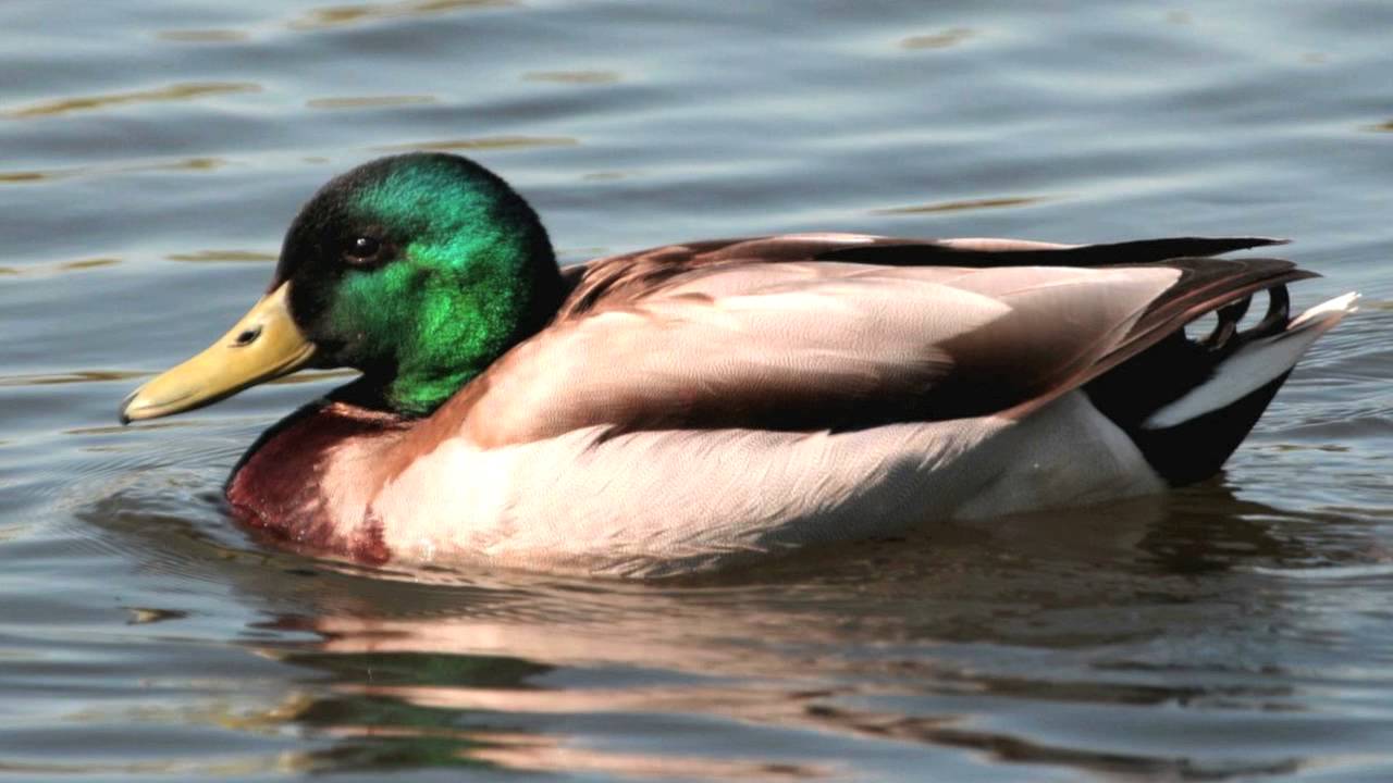 Alle eendjes zwemmen in het water
