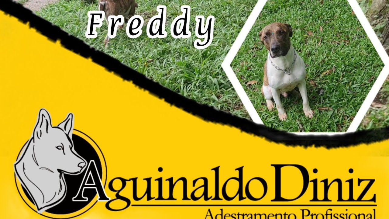 Adestramento Curitiba  - Como adestrar um c&atilde;o?