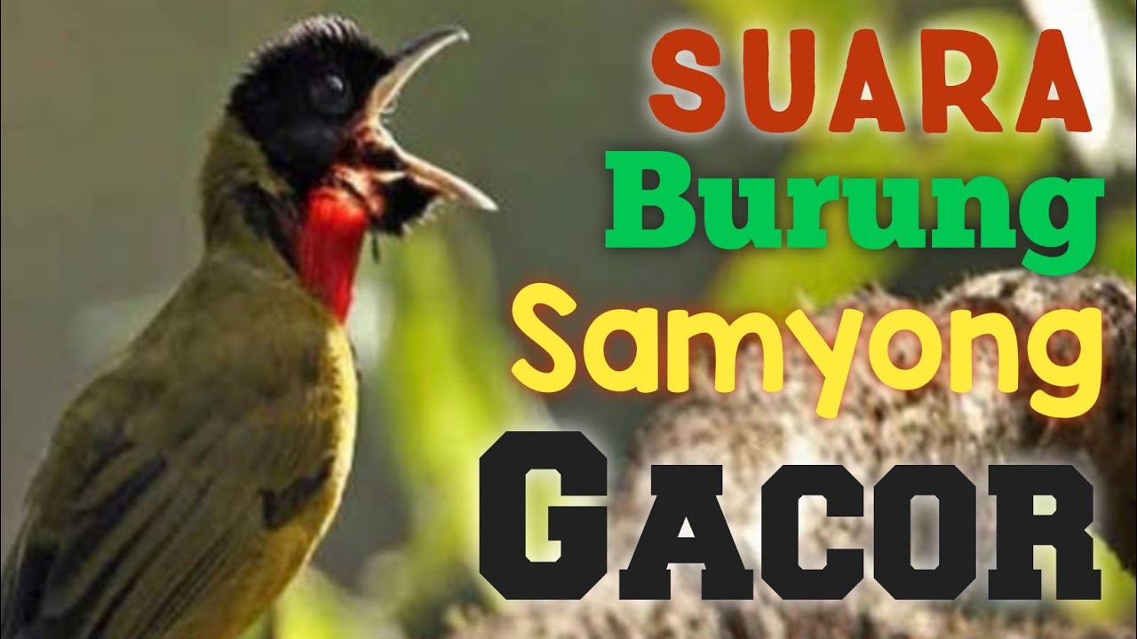 Suara Burung Samyong Gacor | Masteran Burung | Murai Batu | Kacer | Cucak Ijo | Cendet | Kicau Mania