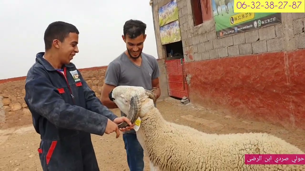 أحسن تخليطة ديال العلف إلا بغيثي الحولي يطلع هود كام تفرج ورد عليا الخبار