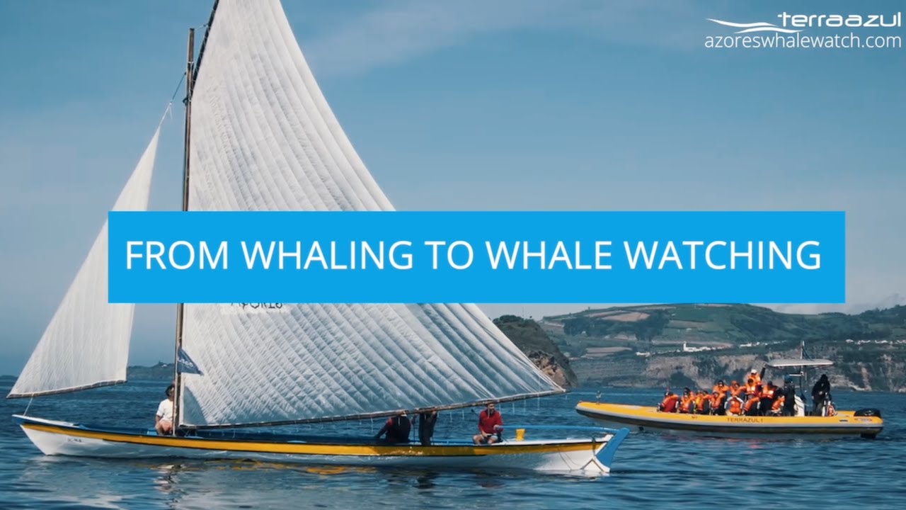 Azorean Whale Hunting story by an elder Whaler (w/subs) | TERRA AZUL™