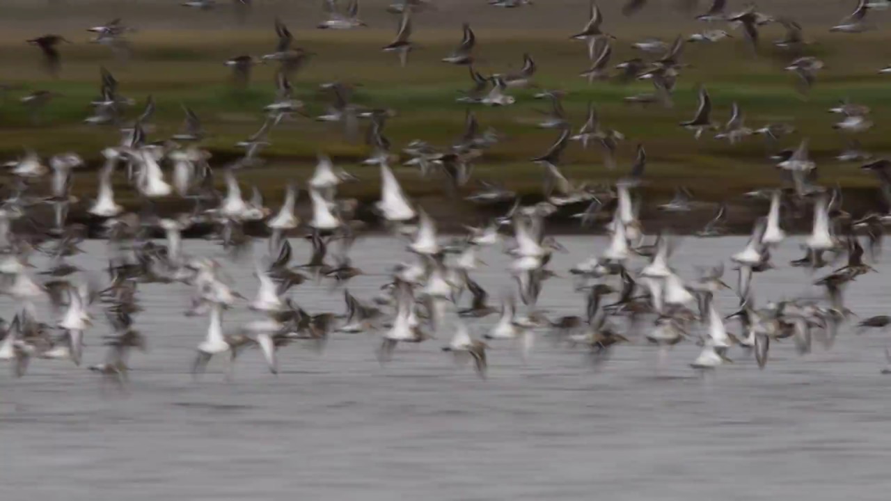Slow Motion Wader Flock On The Ribble Estuary