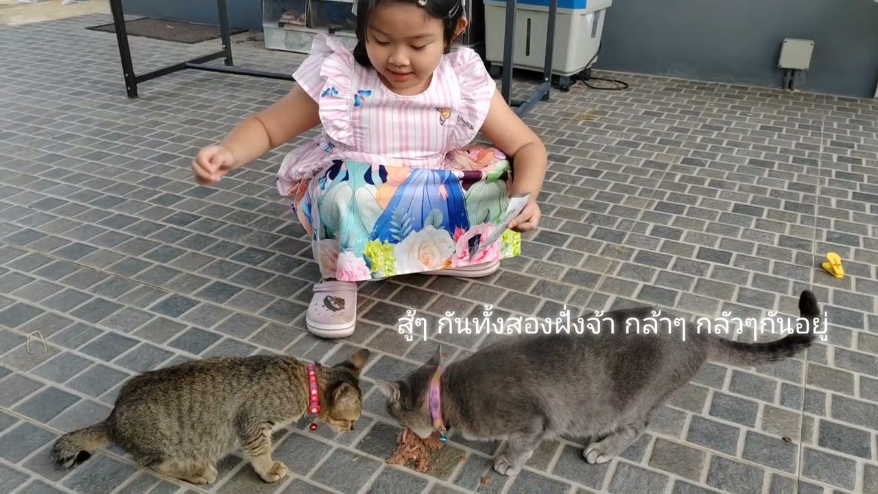 อัญญาฝึกเลี้ยงแมว=ผมชื่อ หางสั้นคับ(แม่แมวจรพามาคลอดที่บ้านจ้า)