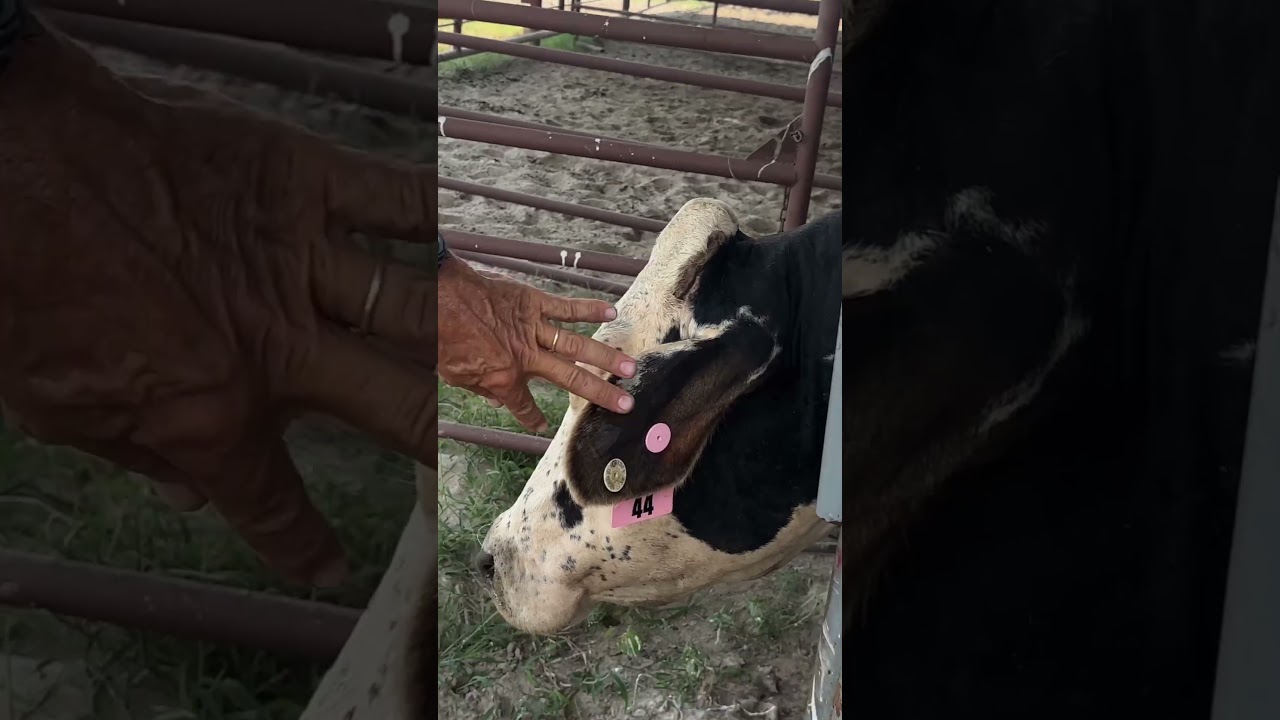 Working Cattle: The Truth about Livestock Vaccines