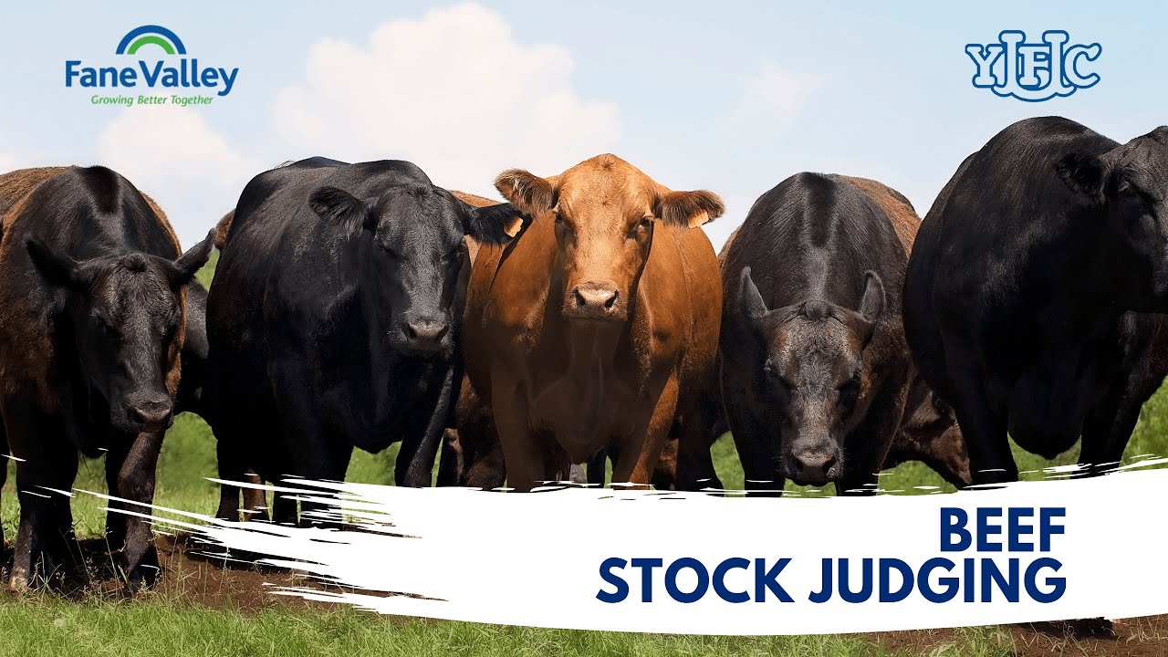 Beef Stock Judging Assessment Finals 2021
