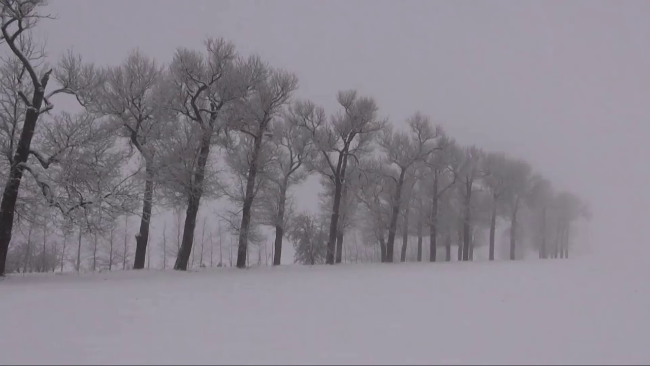 Nieznany wykonawca - Bielyje rozy po polsku