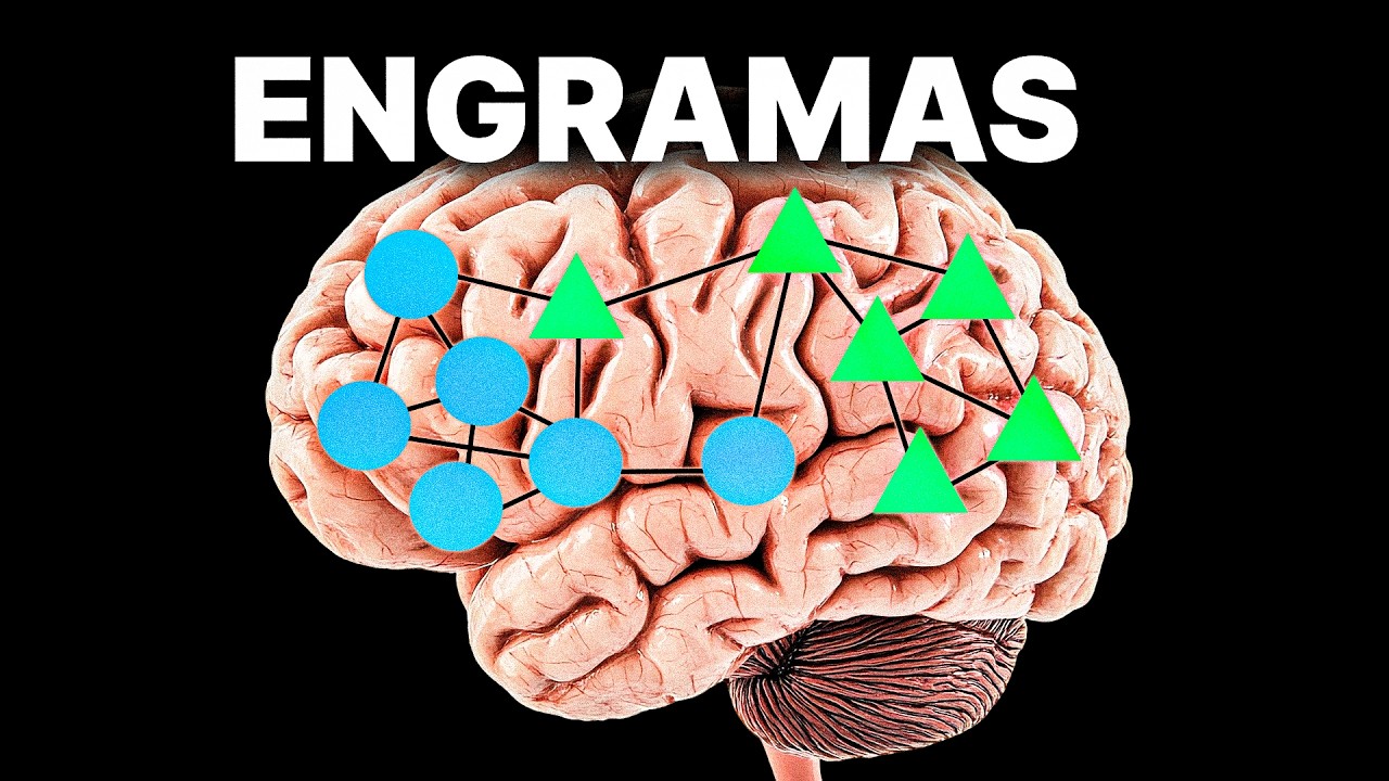 ENGRAMAS: a descoberta que MUDOU TUDO o que SAB&Iacute;AMOS sobre a MEM&Oacute;RIA