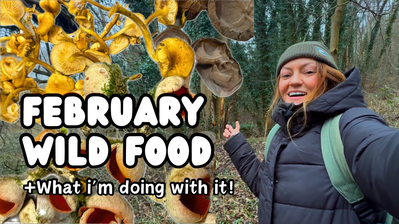 Foraging in February | Winter Wild Food in the UK