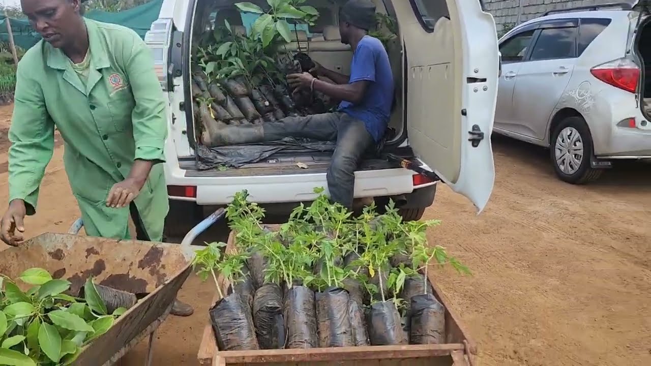 We Bought Fruit Trees, Avocados, Papaya, Mangos and Pixie Oranges