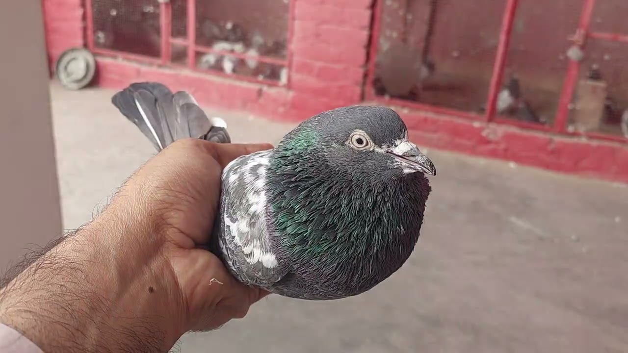Ferozpuri Kabootar Home Breed | Hashim Mahmood Pigeons 