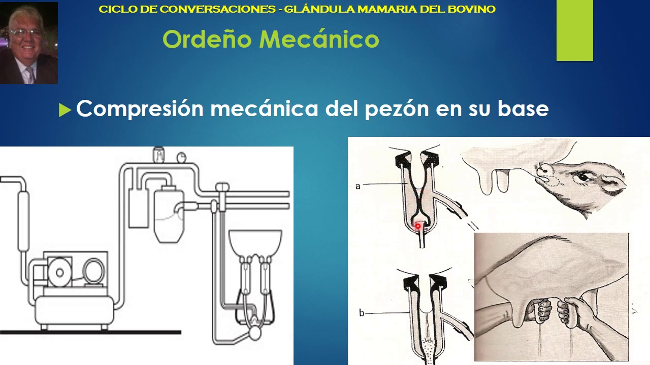 EL ORDE&Ntilde;O DE LA VACA