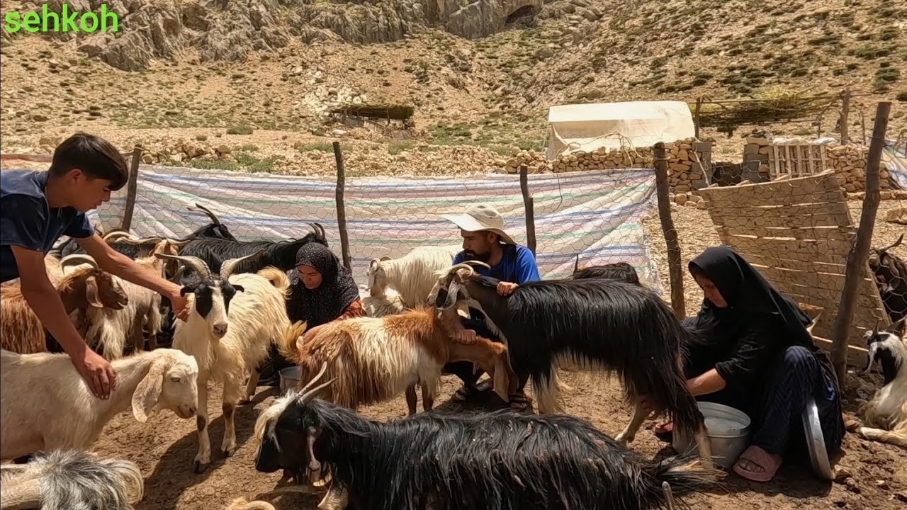 Nomadic Women Milking Goats in Iran&rsquo;s Zagros Mountains | Traditional Village Life