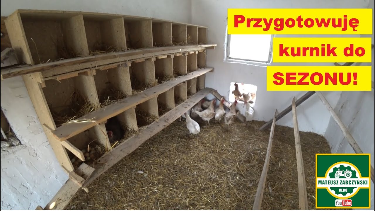 🐔 KURY wchodzą na SALONY !
