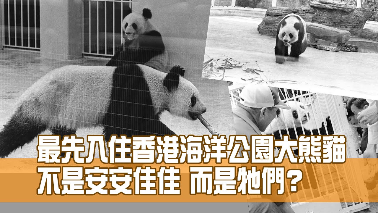 最先入住香港海洋公園大熊貓 不是安安佳佳 而是牠們？