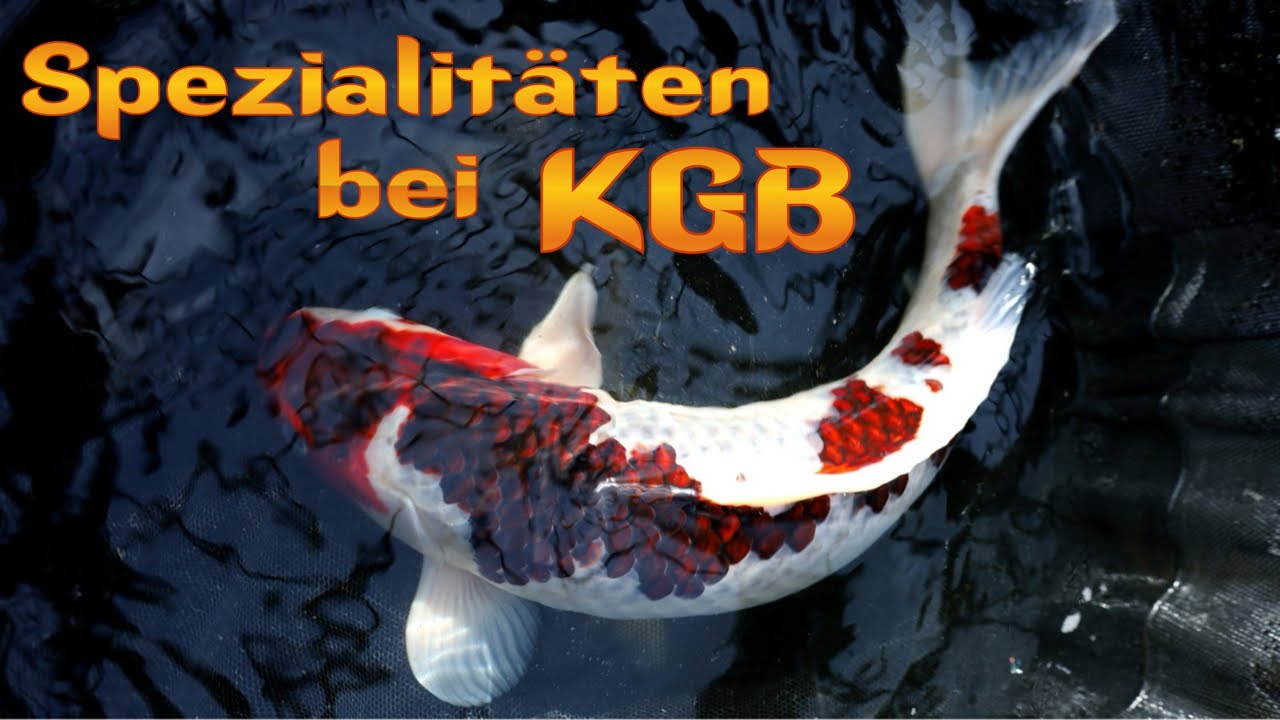 Budo Goromo, Ochiba & Doitsu Kohaku bei KGB!