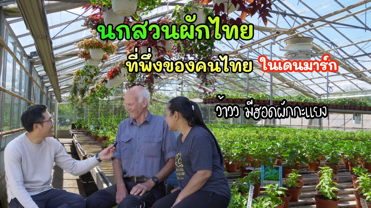 สุดยอด! ผักไทยมาไกลถึงยุโรป #นกสวนผักไทยในเดนมาร์ก มีทุกผัก