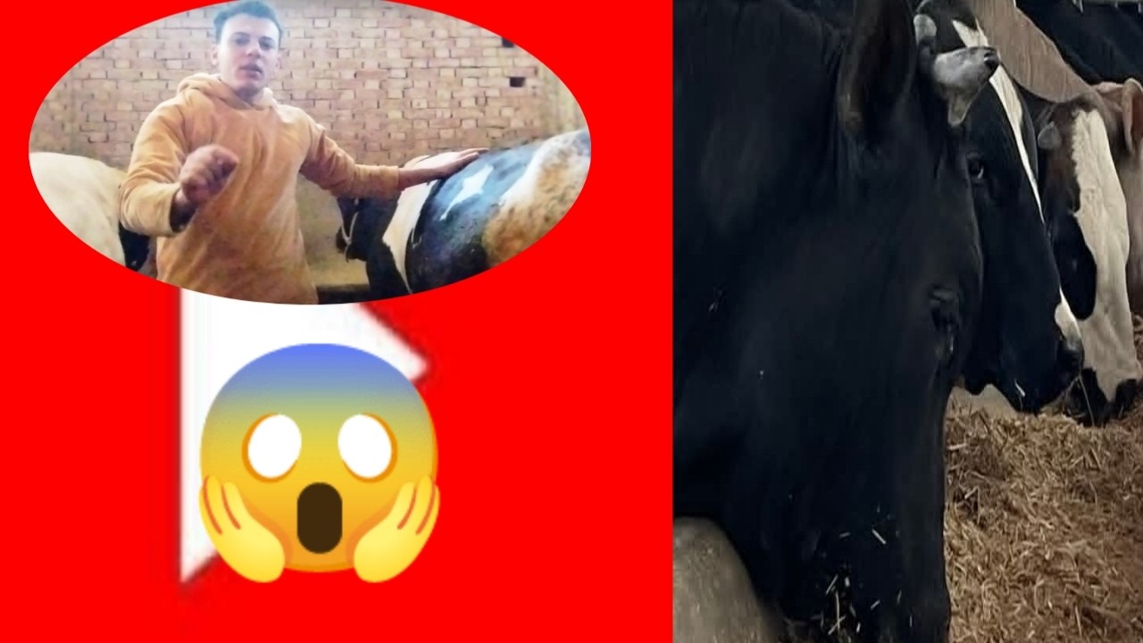 الشروط اللازمة لنجاح عمليه تسمين العجول 