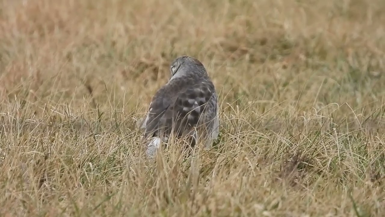 Northern Harrier - Gray Ghost