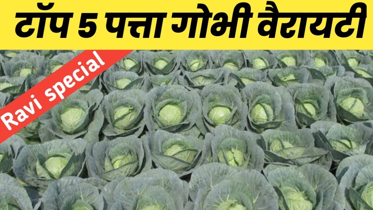 Top 5 Patta Gobhi seed variety in India // पत्ता गोभी की खेती