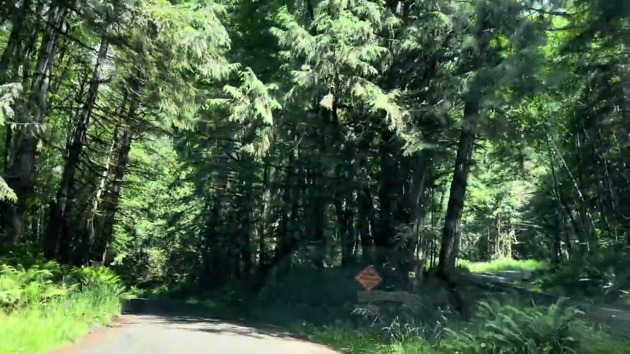 Capitol State Forest pt 1