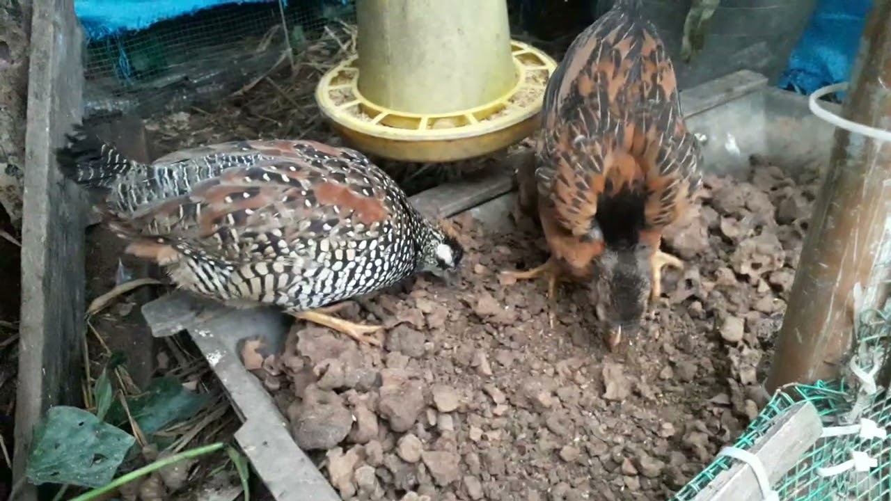 chim đa đa bổi đã ăn mồi trong avi, my chinese francolin birds get very familiar to the avi