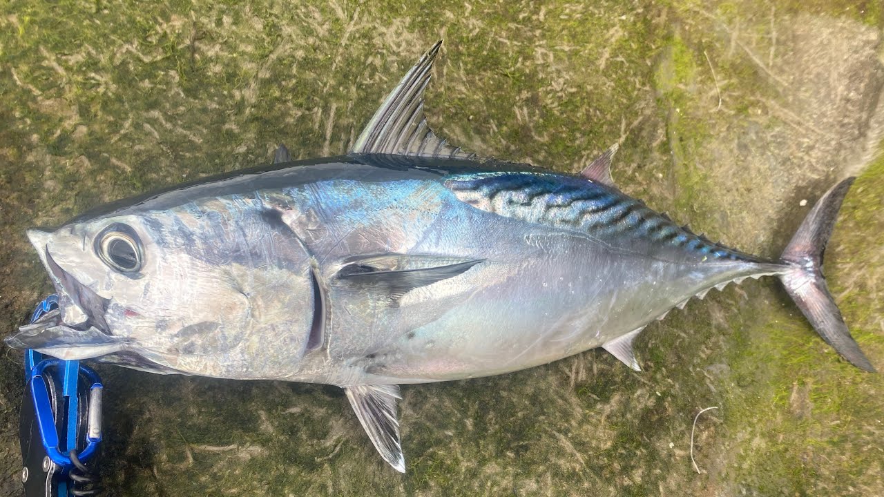 （岸拋Shore Jigging)鼻頭角200礁找鬼頭刀復仇不成！反撲街慘跌水坑摔傷肋骨膜！😥不見鬼頭刀！僅花煙、青旗來捧場！新嘗試炙燒花煙生魚片、西京燒好吃！😋