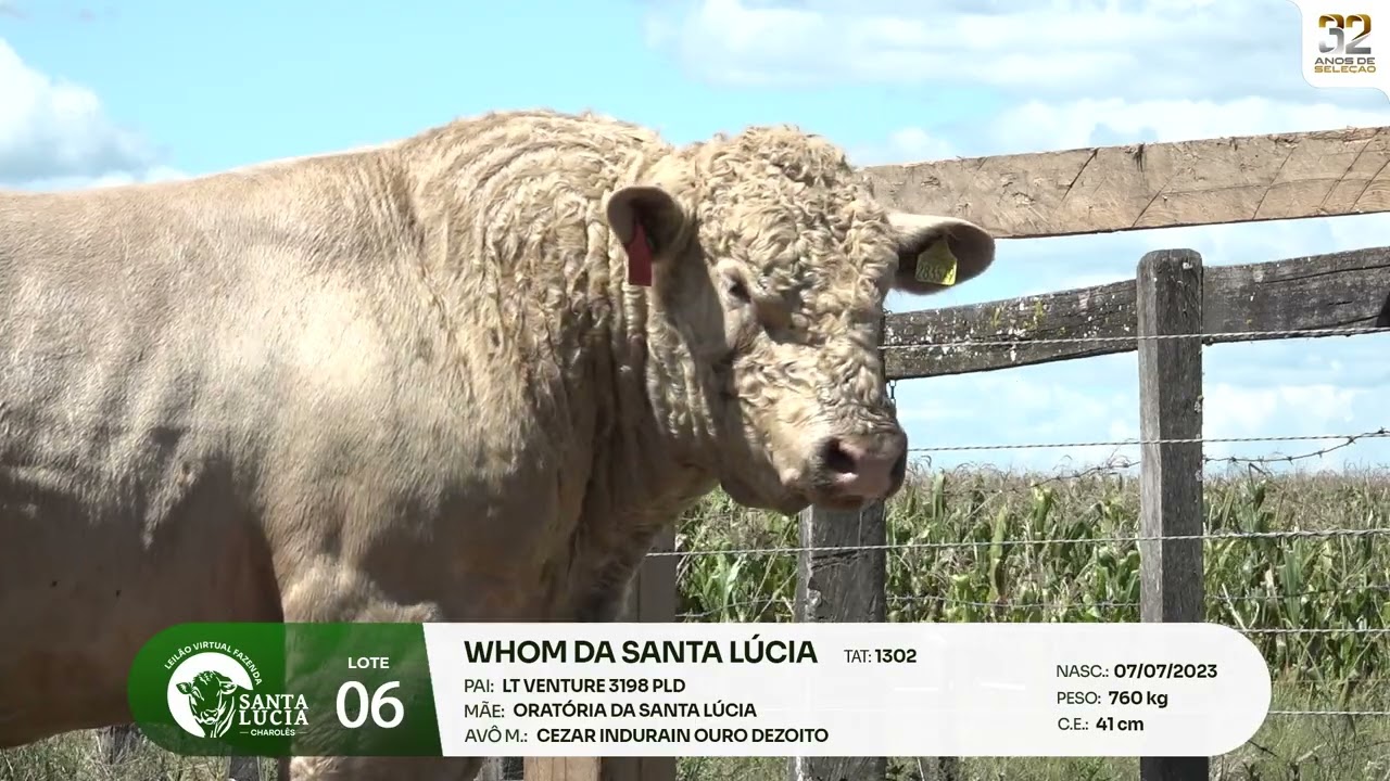 LOTE 06  - Leilão Virtual Fazenda Santa Lucia, 32 anos - 20/03/2026 - 19h