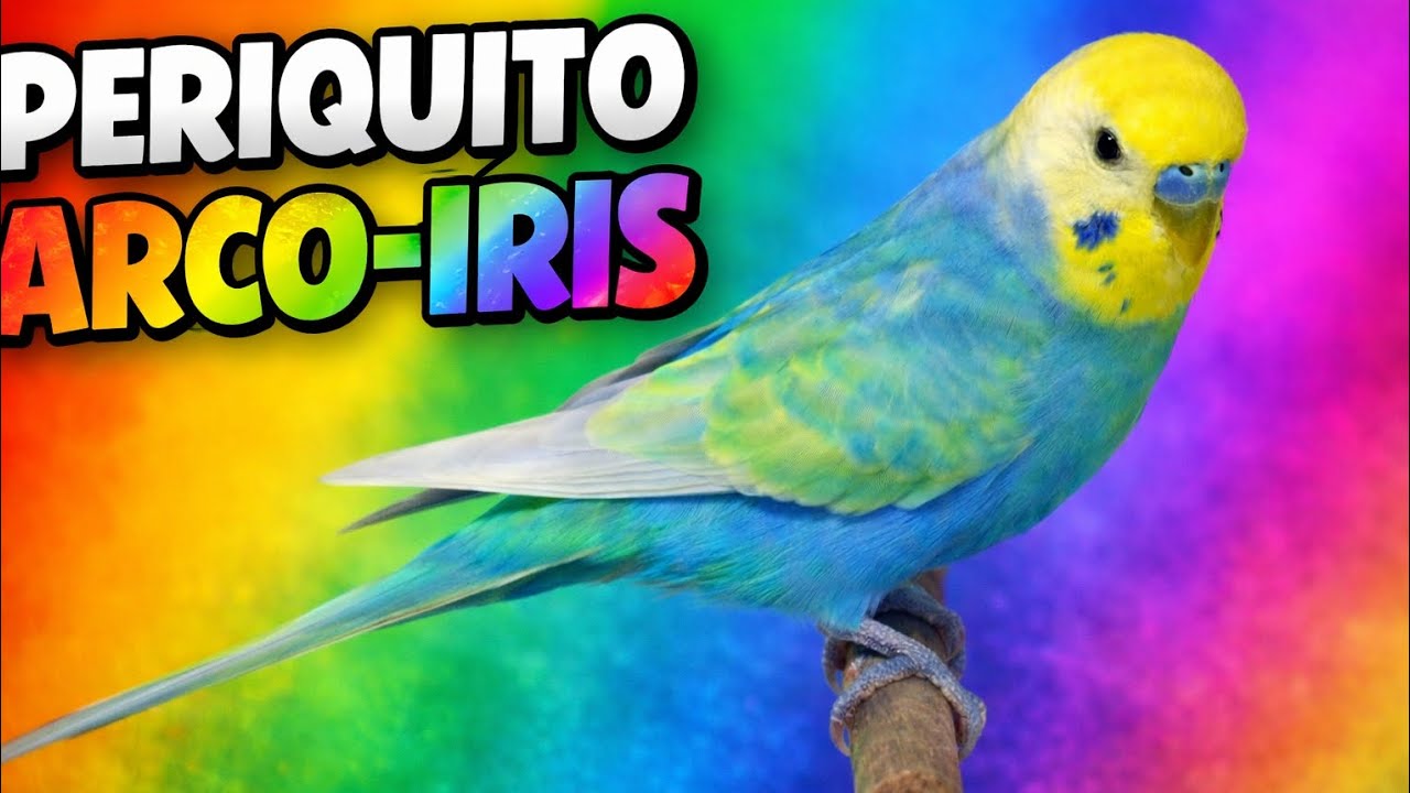 Periquito australiano arco iris 🌈