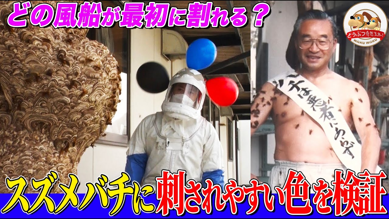 【検証】スズメバチに刺される人と刺されない人の違いとは？超巨大な巣に接近して『刺されやすい色・動き』を調べてみた！（蜂天国①）【どうぶつ奇想天外／WAKUWAKU】