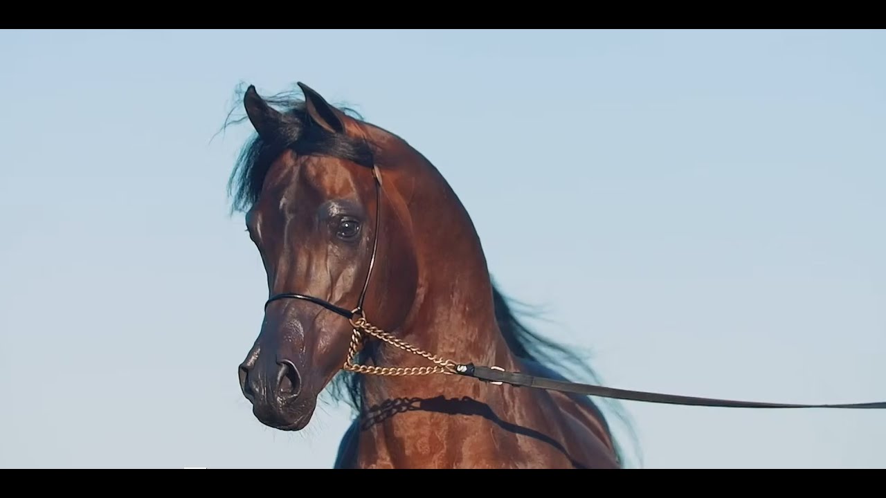 🔥 D IBN RASHEEM 🔥 - 2016 Stallion