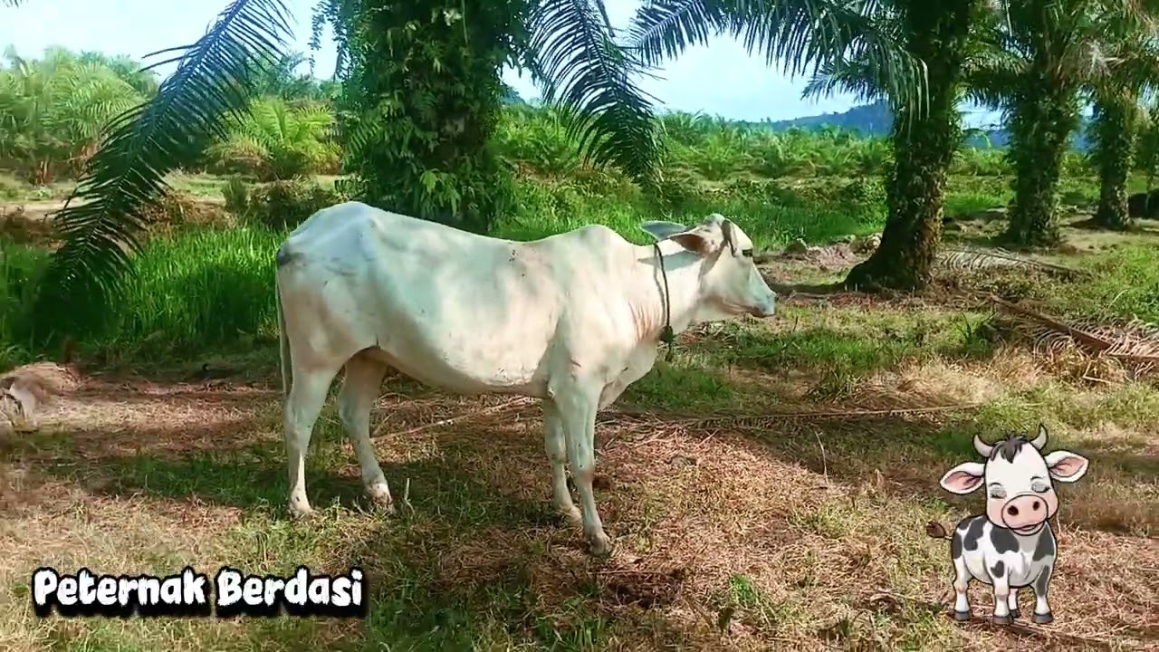LEMBU DI SIANG MENJELANG SORE HARI ~ PETERNAK BERDASI