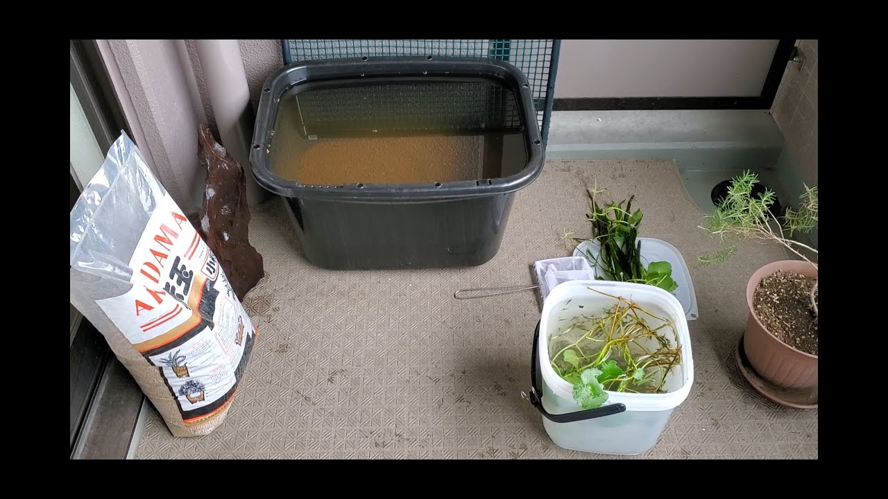 【ビオトープ】#1　ビオトープ始めました！～目指せミナミヌマエビの養殖場～