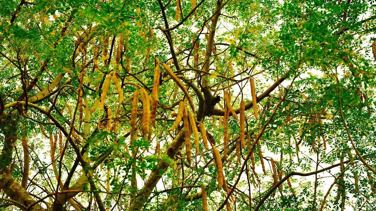 Moringa Oleífera 