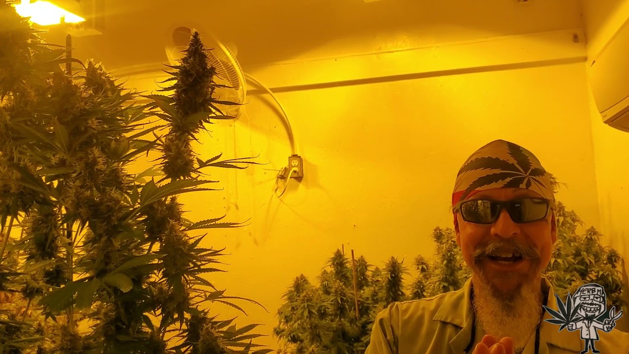 Grow Update - Day 59 - Checking Plants, Colas and Cannabinoids