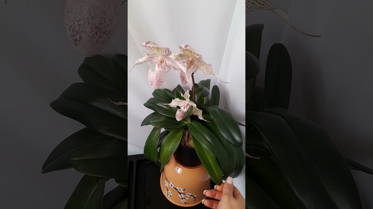 Paphiopedilum woluwense (niveum x rothsildianum)