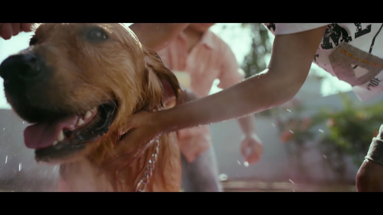 PEDIGREE 'Feed The Good'