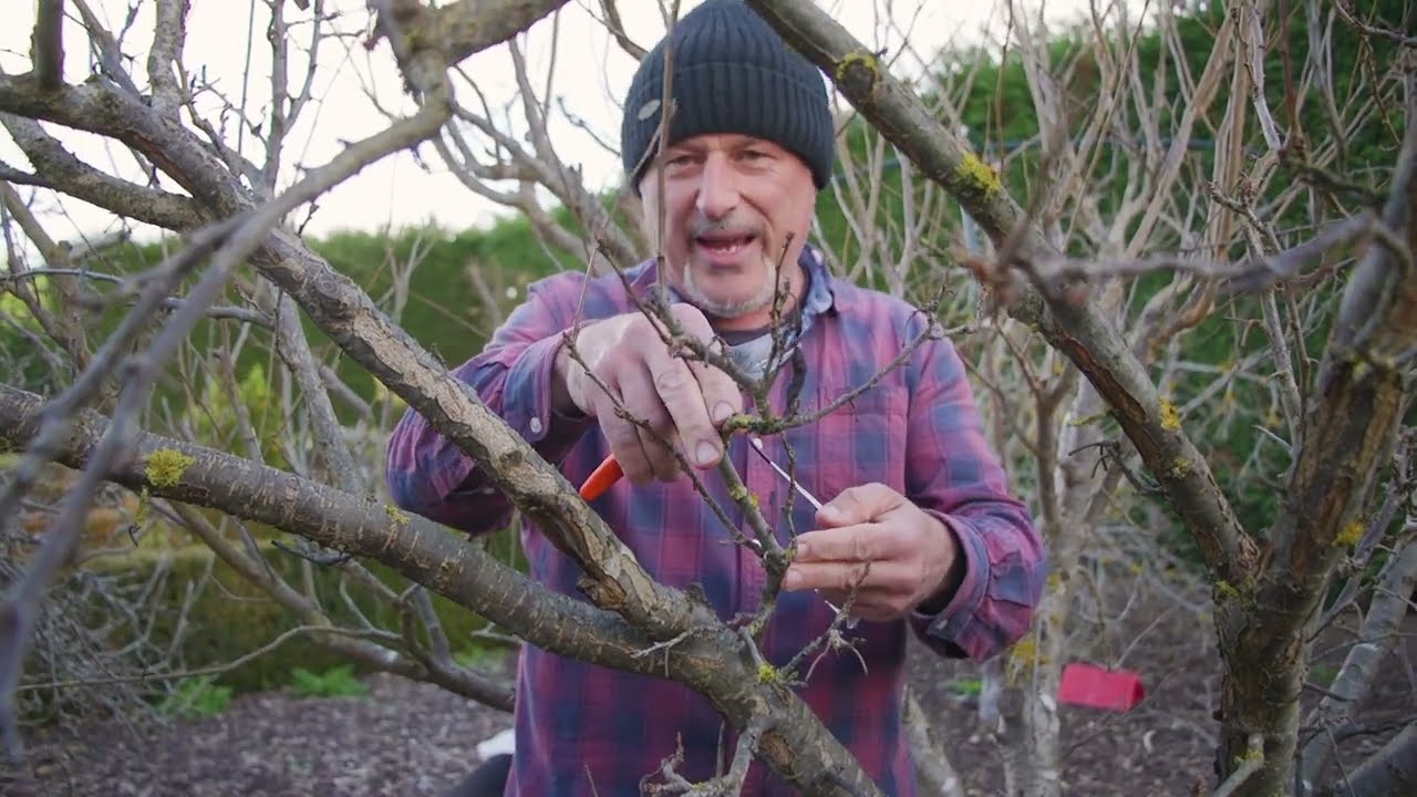 Как обрезать сливовое дерево
