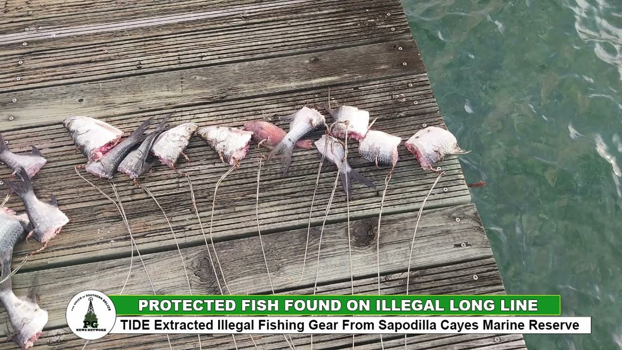 Protected fish found on illegal long line
