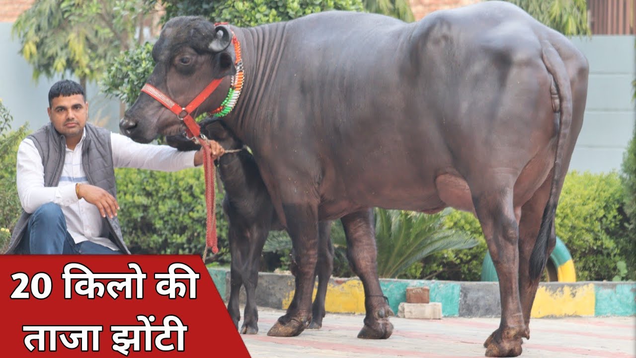 20 किलो की झोटी और दो कटड़ीया, कांटे के तोल में बिक्री के लिए उपलब्ध || Narender Dhull (9996500636)