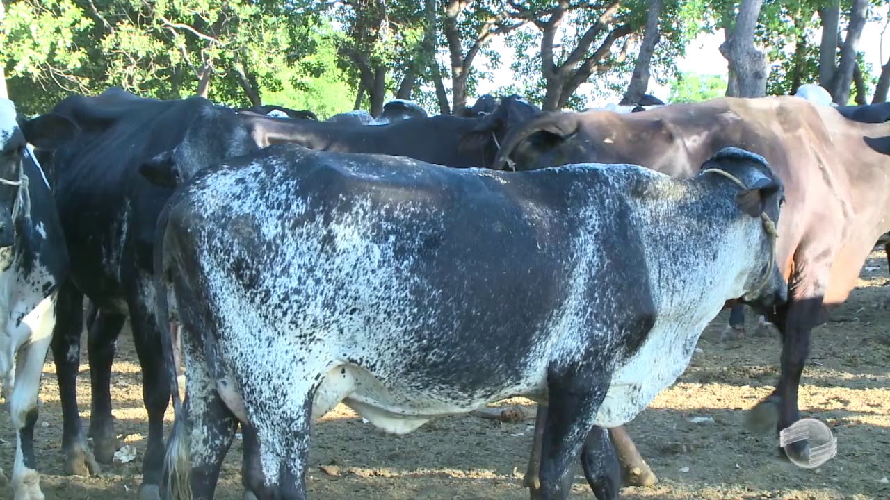 Empresa é exemplo de pecuária leiteira bem sucedida em Teresina