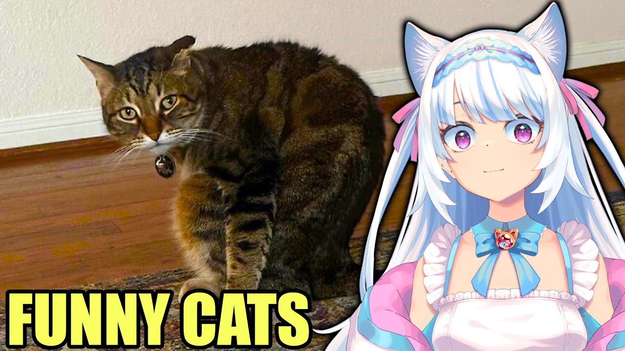 FUNNY CATS BEING WEIRD | Milky Mew reacts to Cat Memes