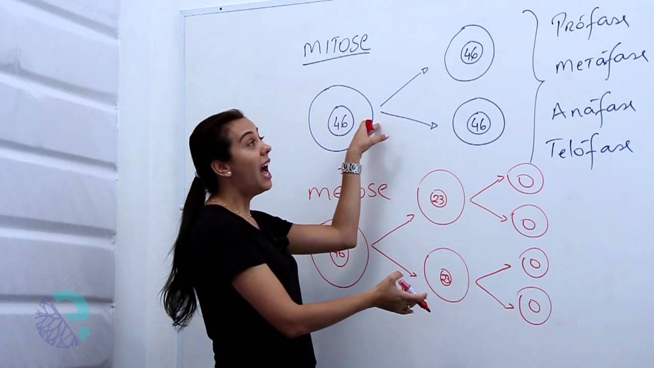 Mitose e meiose