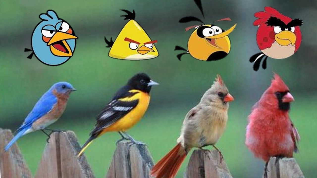 Los ANGRY BIRDS de la VIDA REAL 😲 ¿Los Conoces?