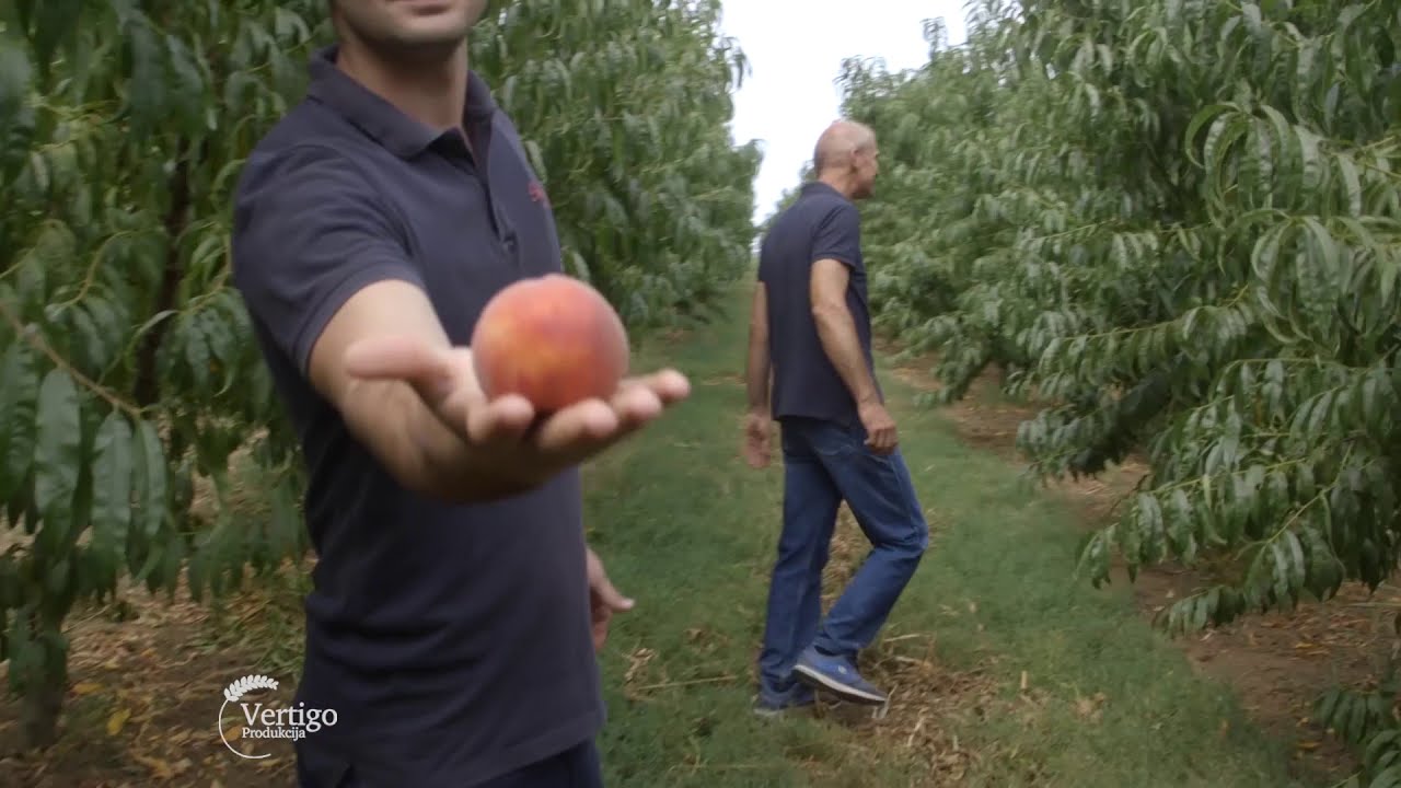 Uzgoj bresaka u selu Kamendol - U nasem ataru 808