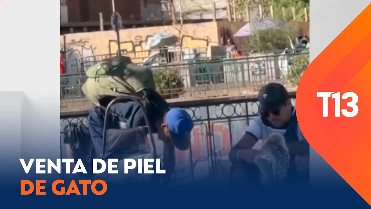 Registro revela presunta venta de piel de gato en Santiago