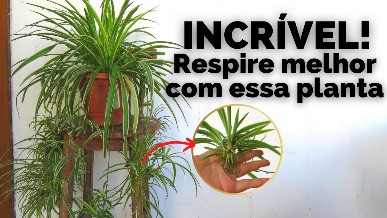 CLOROFITO a planta que purifica o ar | Clorofito, gravatinha ou spider plant como plantar e cuidar